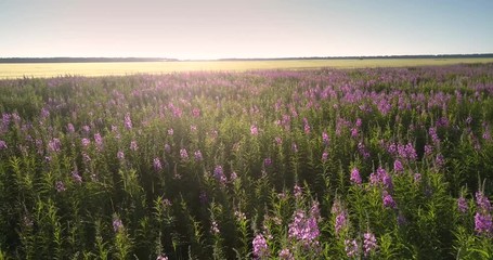 different butterflies and bees fly over purple lavender flowers meadow against ripe wheat field lit by sun upper view. Concept environment agriculture - Powered by Adobe