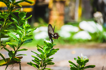 Butterfly sucking nectar from flowers white pollen