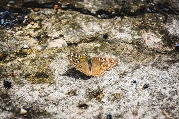 Butterfly is on the ground