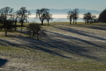 Fototapeta na wymiar leafless trees casting long shadow on a frosty, abundant field after harvest in a fogy light and a mountain range in the background