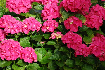 Pink Blooming Hydrangea
