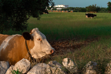 Fototapeta na wymiar cows on pasture at sunset during summer
