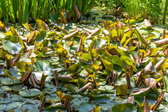 Teich zugewachsen mit Seerosenbl&auml;tter