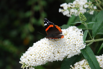 Fototapeta na wymiar Amazing Butterflies on Butterfly-bush
