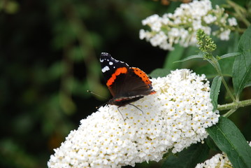 Amazing Butterflies on Butterfly-bush