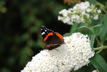Amazing Butterflies on Butterfly-bush