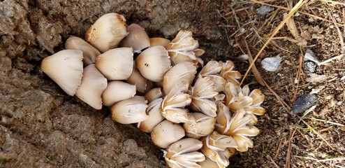 fresh mushrooms in the garden