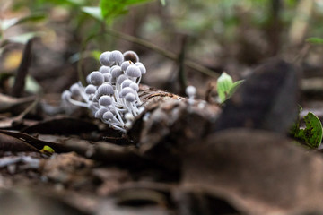Slightly blurred nature background : Mushrooms in the Amazonian jungles, South America