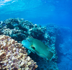 Big Napoleon Fish. 