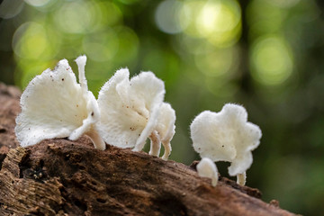 Slightly blurred nature background : Mushrooms in the Amazonian jungles, South America