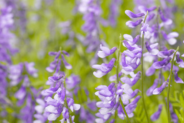 Obraz premium Flowers blossoming Galega officinalis, Goat rue. Wildflowers background. Medicinal herb farming product