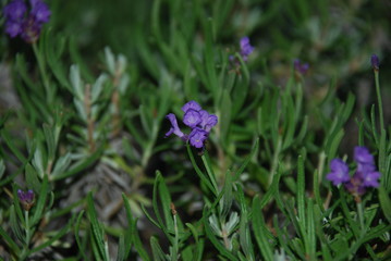 Obraz premium Beautiful Lavender Flower