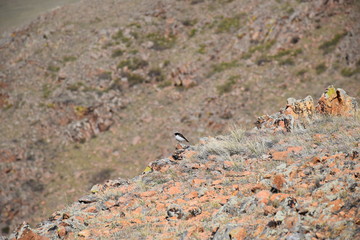 Near the Uybat river.Khakassia.