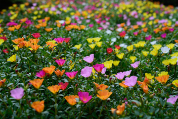 Colorful flowers blooming in Tokyo