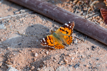 Coseup of the big red butterfly is sitting on sand