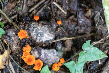 Slightly blurred nature background : Mushrooms in the Amazonian jungles, South America