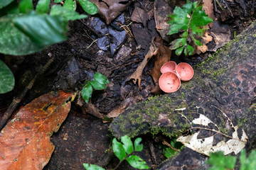 Slightly blurred nature background : Mushrooms in the Amazonian jungles, South America