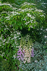 Close up of flower border with flowering Cornus and Digitalis