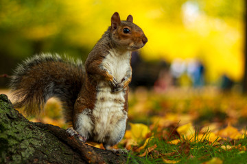 a cute squirrel in the wood