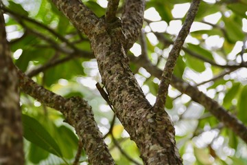 branch of a tree