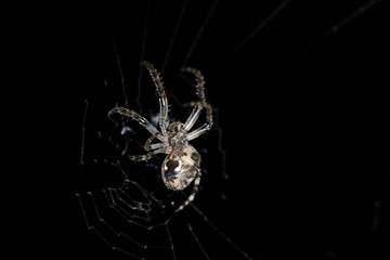 Spider wild photography