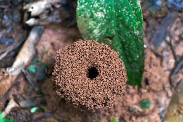 Blurred background with insect live scene in the jungles, Amazon River basin in South America