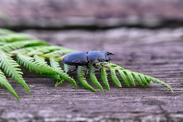 Lucanus cervus beetle with horns on fern leaf.