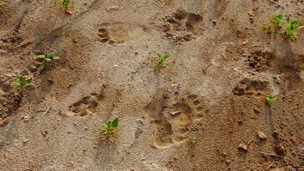 Bear tracks in the sand.
