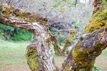Plum garden at angkhang Station in Chiangmai ,Thailand.