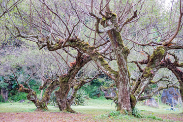 Plum garden at angkhang Station in Chiangmai ,Thailand.