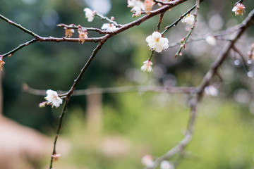 Plum garden at angkhang Station in Chiangmai ,Thailand.