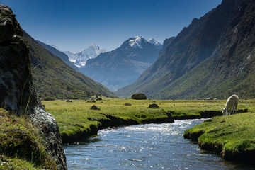 Fototapeta na wymiar mountain landscape in the Andes of Peru with a white horse drinking from a mountain stream