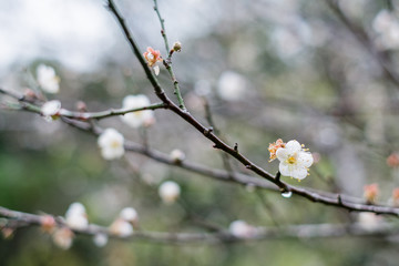 Plum garden at angkhang Station in Chiangmai ,Thailand.