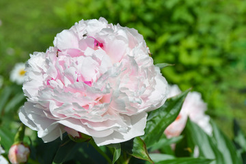 Fototapeta premium Beautiful blooming pink peony flower