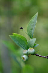 Black fly on blueberry leaf bush with green fruit.