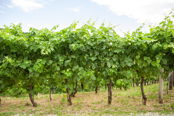 Fototapeta na wymiar Treviso, Italy, 06/23/2019, View of vines in Conegliano area, famous for the production of prosecco wine. Vines are on the Col Vetoraz hill.