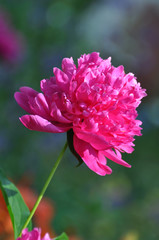 Fototapeta premium Beautiful blooming red peony flower