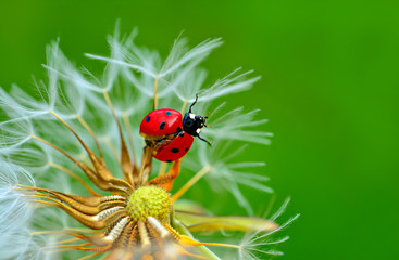 Beautiful Ladybug on dandelion defocused background