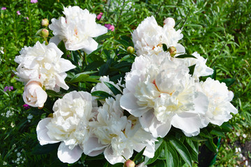 Beautiful blooming white peony flower