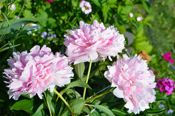 Obraz premium Beautiful blooming pink peony flower