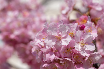 旧中川の河津桜　東京都江戸川区平井