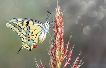 Closeup   beautiful butterfly sitting on flower. © blackdiamond67