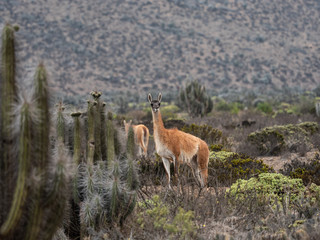 Chile desert guanacos wildlife