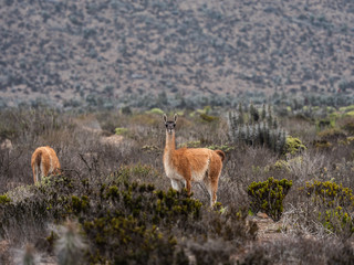 Chile desert guanacos wildlife
