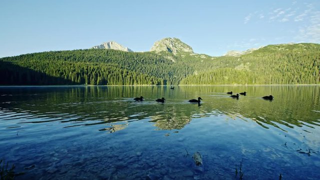 Camera zooming in to flock of wild ducks swimming on water of tranquil lake against mountain ridge on sunny day in Montenegro countryside