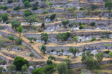 Italy hillside olive grove