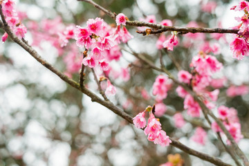 Beautiful cherry blossom at Doi Ang Khang in Chiangmai, Thailand
