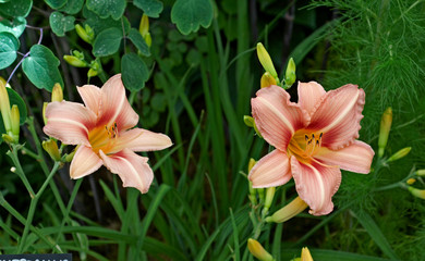 Flowering Hemerocallis 'Stoke Poges' in a flower border