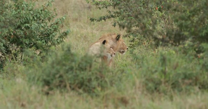 Lions stalking in the bushes in the Maasai Mara in Kenya, East Africa.
