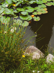 Naklejka premium Beauty water lilly flower with green leaves in old pond. Link blossom.Summer background.